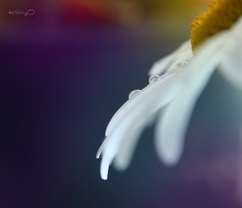 макро rom фото превью