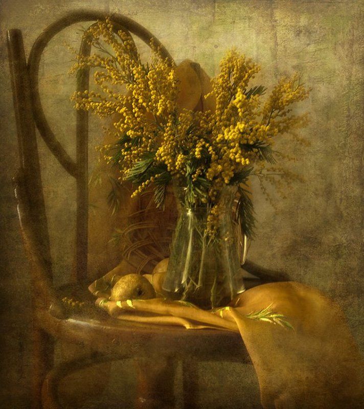 Мимоза фото превью