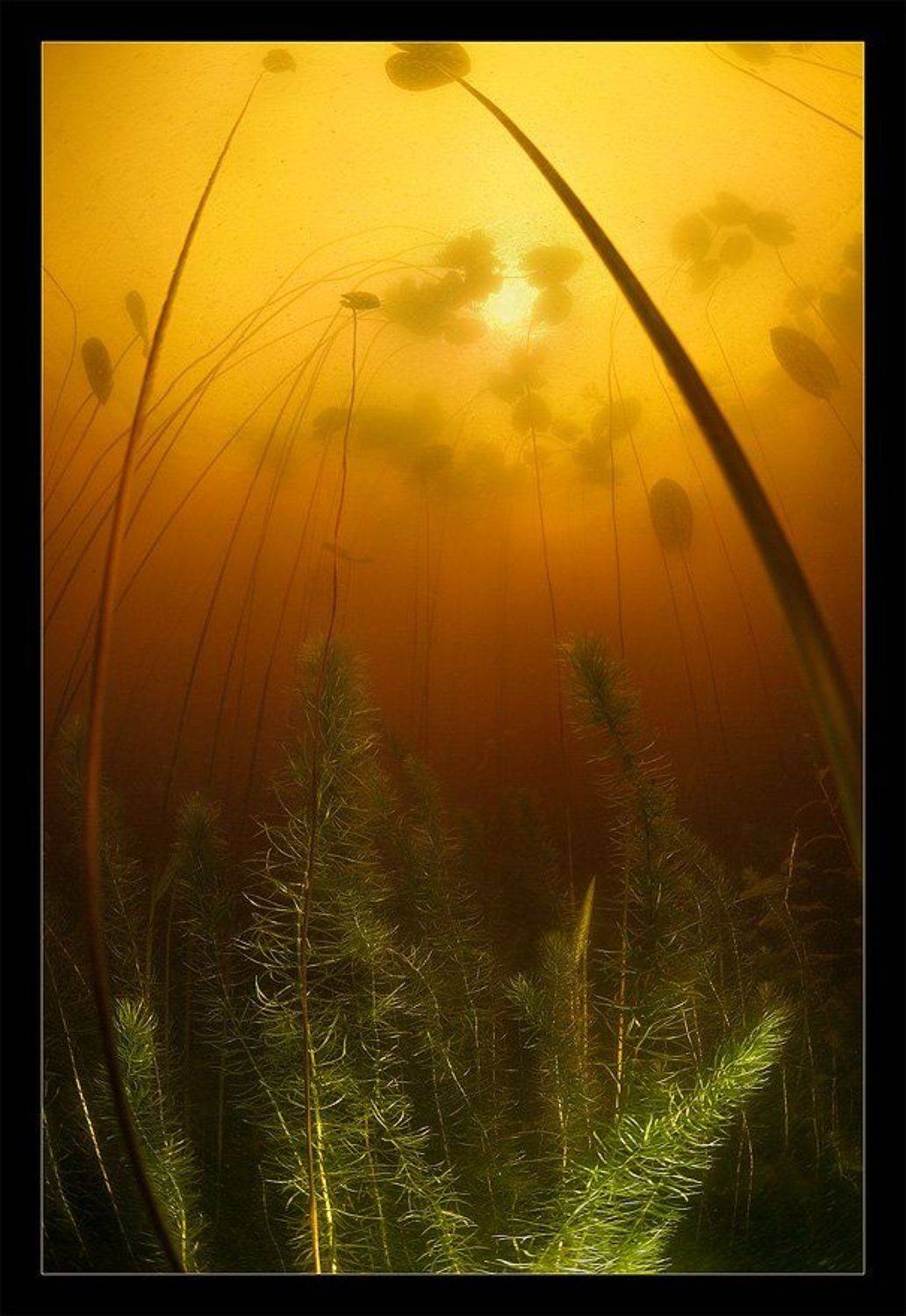 россия, кувшинки, вода, оранж,, Нарчук Андрей