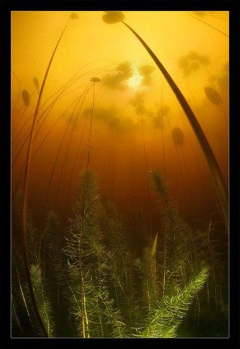 Волшебный лес