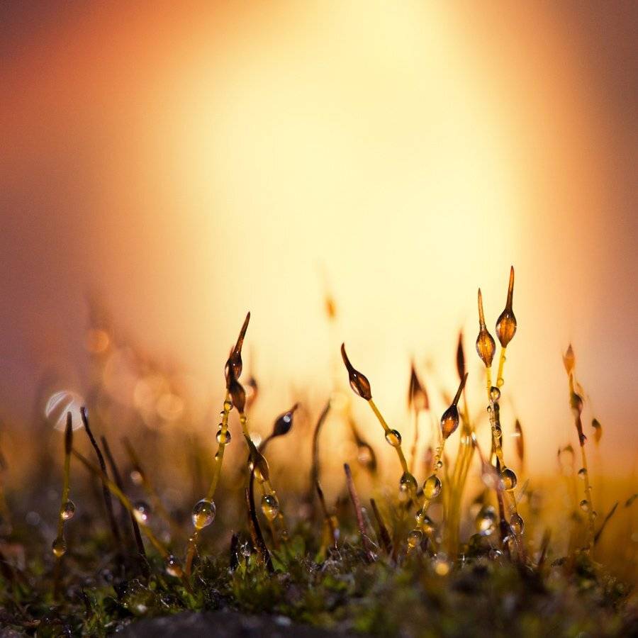 , Владимир Точаненко