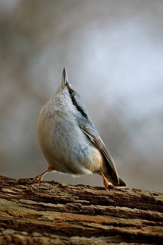 , Георгий Грушин (Photo-classic)