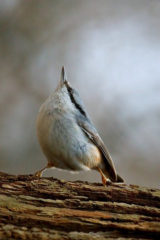 Сама гордость. фото превью