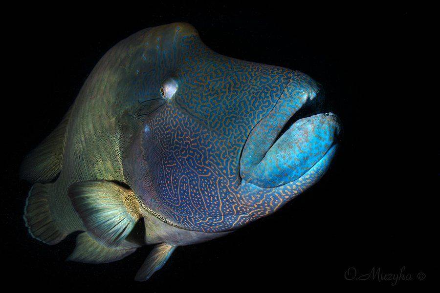 , Оксана Музыка