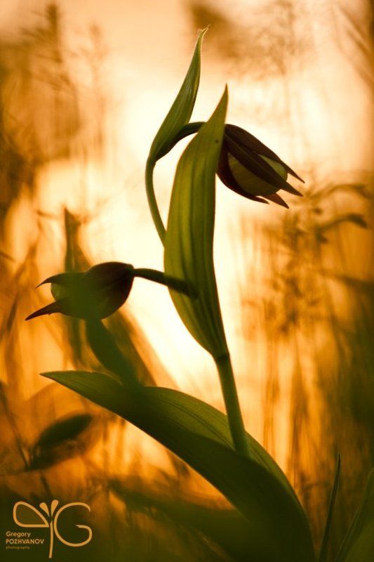 венерин, башмачок, дракон, макро, цветок, закат Дракон фото превью