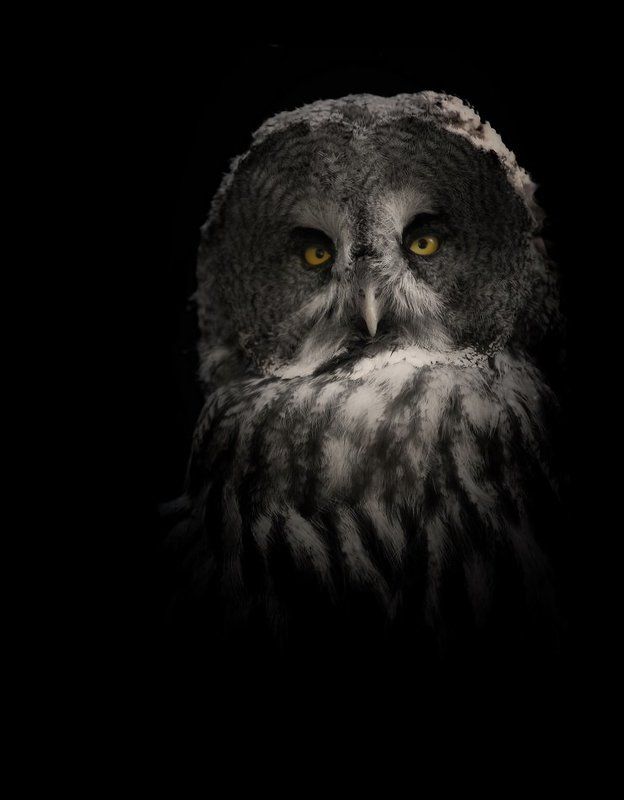 Magical Owl фото превью