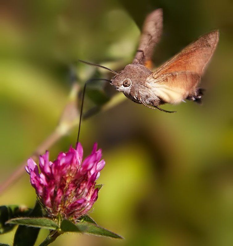 бражник, бабочки Поглощая утренний коктейль фото превью