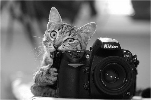 Котя
