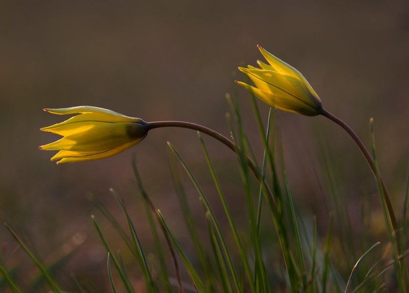Солнечные... фото превью