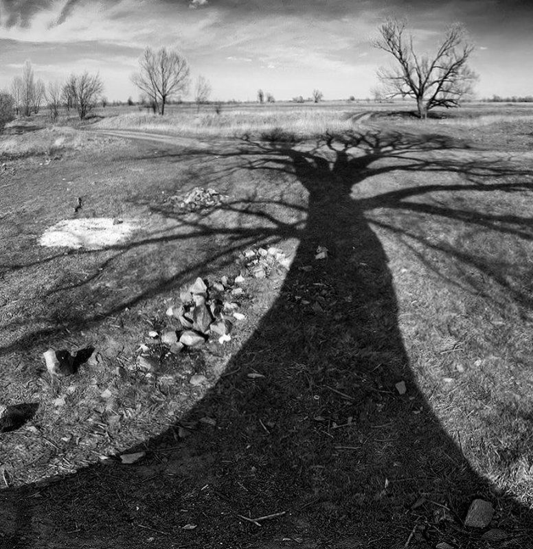 дерево, природа, пейзаж, панорама, фотография, чб дерево фото превью