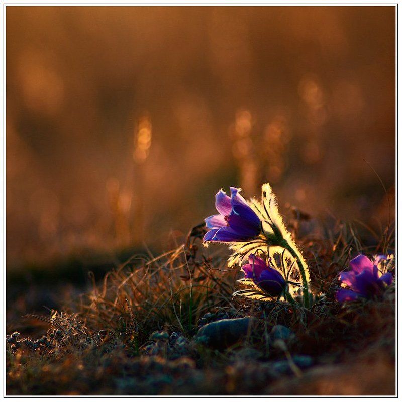 ПЕРВЕНЦЫ фото превью