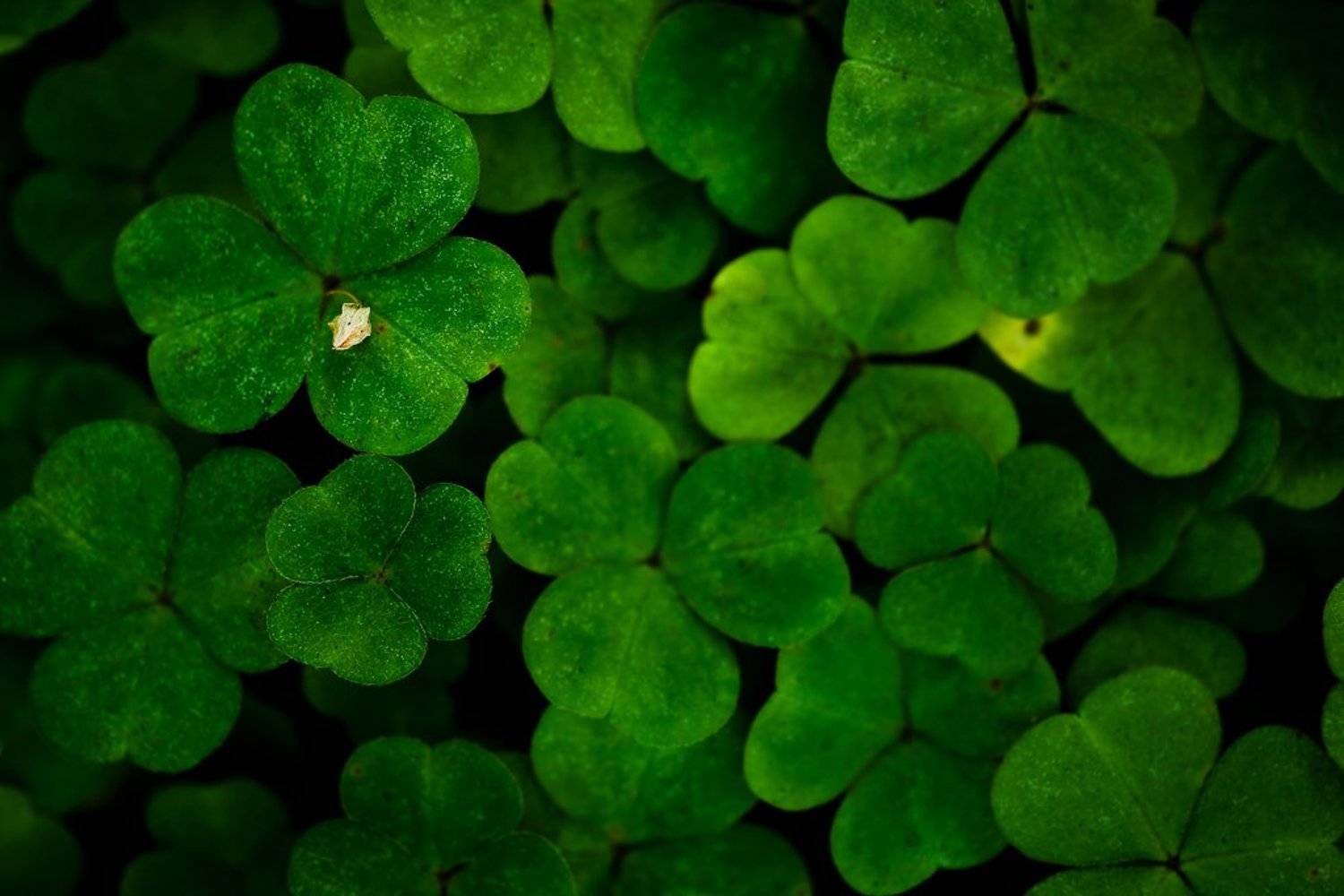 кислица, Юлия