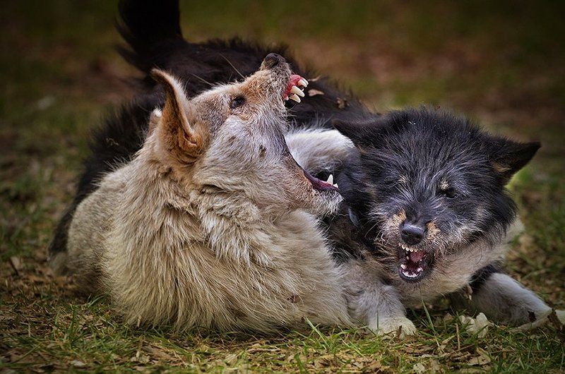 Игры городских волков. фото превью