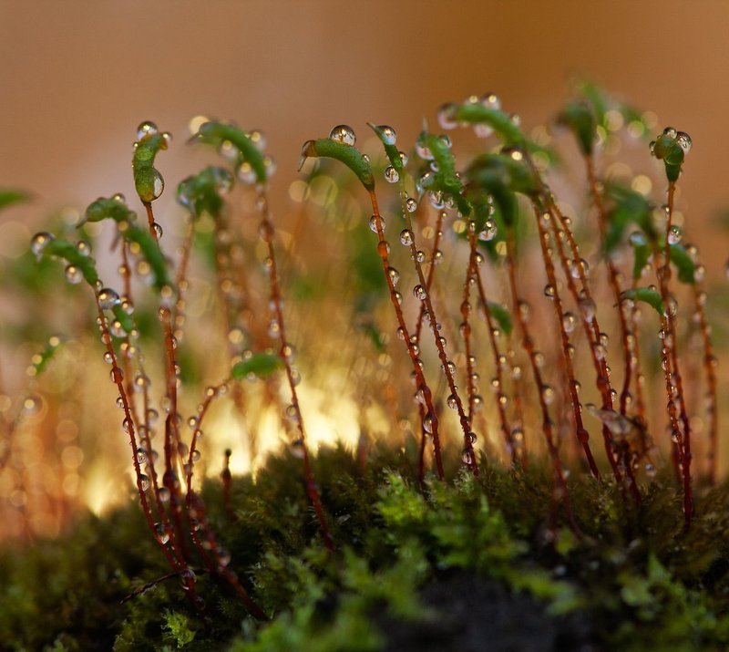 Back Again фото превью