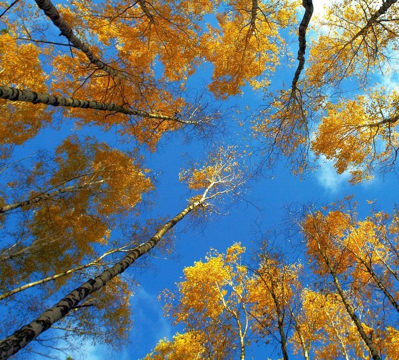 березы, осень Воспоминания об осени фото превью