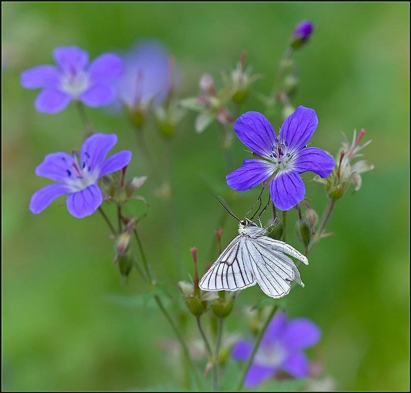 макро,фауна,бабочка,флора,, Евгений Кирилкин.