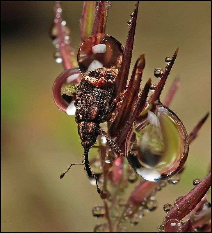 , Андрей Осокин