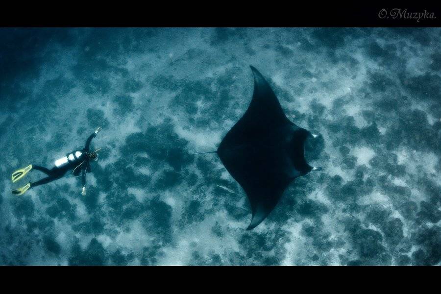 , Оксана Музыка