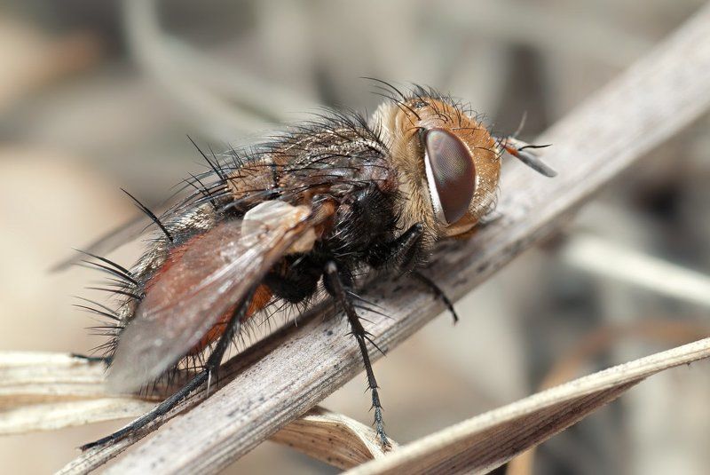 ехемуха, макро, муха, micro-nikkor af 105mm f/2.8 d, nikon d80 Ежемуха фото превью