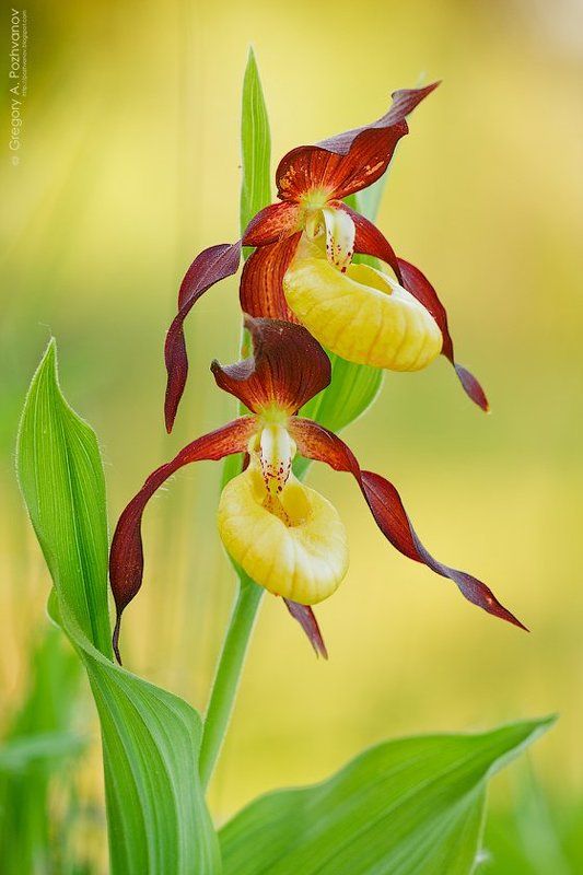 орхидея, ло, венерин, башмачок, lady\\\'s, slipper, orchid, lo, cypripedium, calceolus Венерин башмачок фото превью