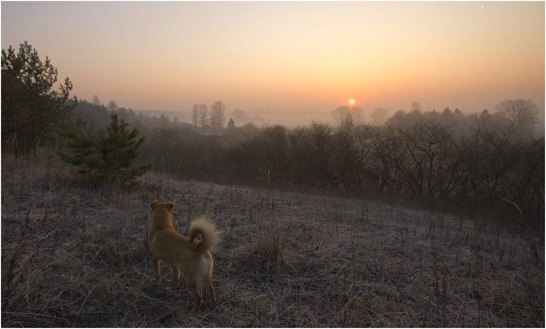 , Николай Шахманцир