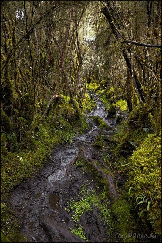 africa, rainforest, rwenzori, uganda, африка, дождевой лес, рувензори, уганда Тропа в дождевом лесу. фото превью