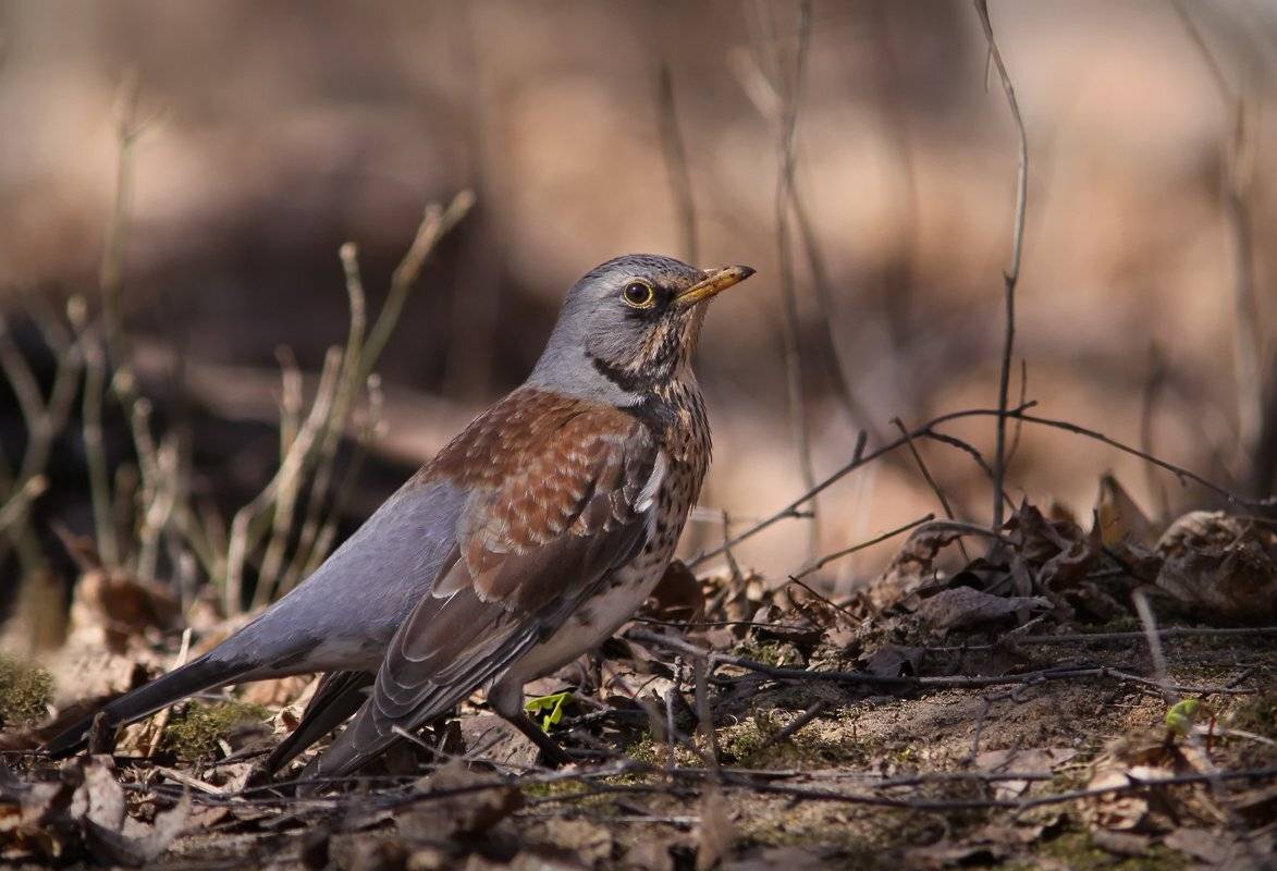 животные, птицы, дрозд, Зоя Лаптева