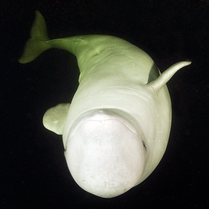 Непонятный зверь фото превью