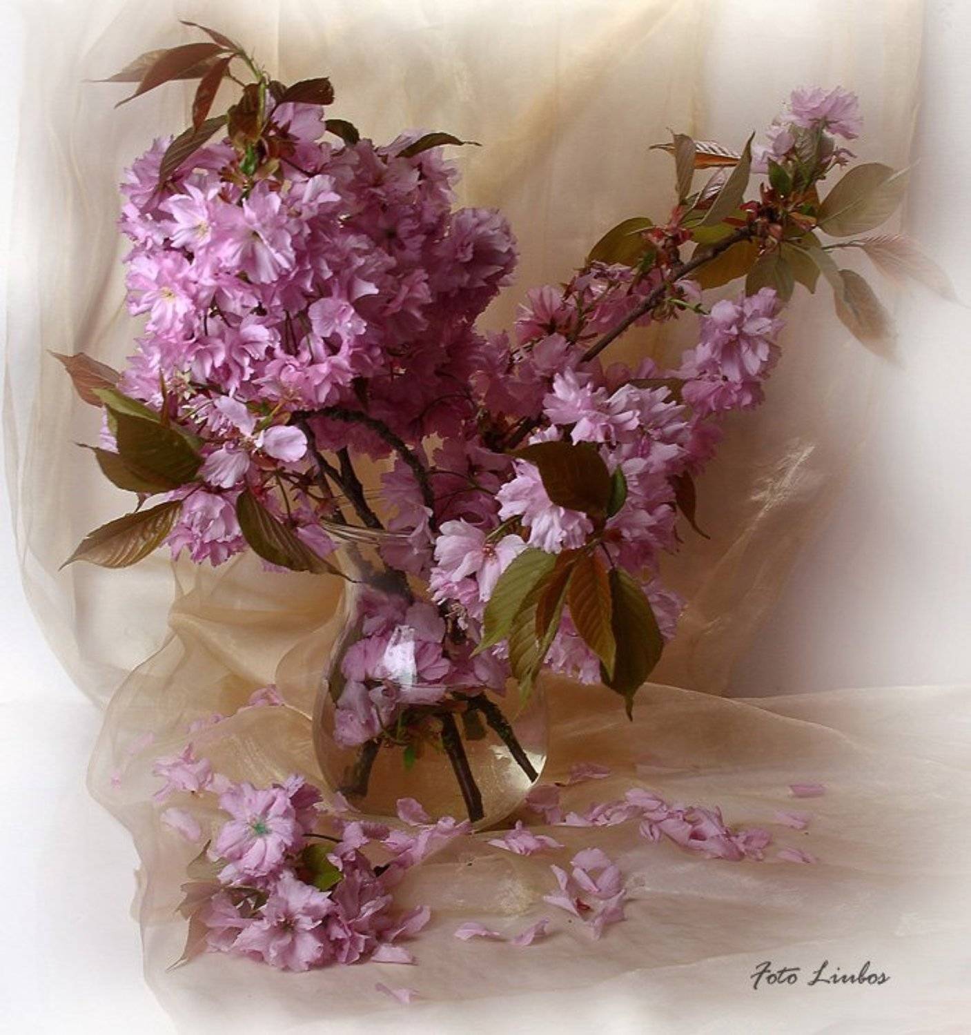 foto liubos, натюрморт,cакура, Любовь Селиванова