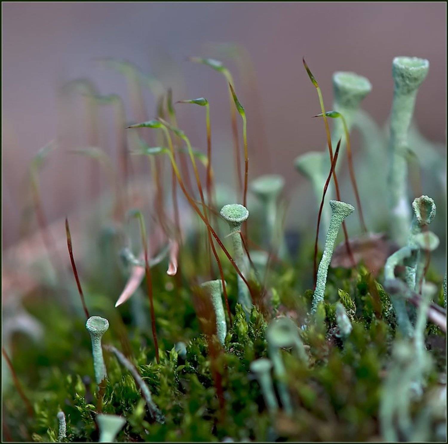 макро,мох,лишайники,, Евгений Кирилкин.