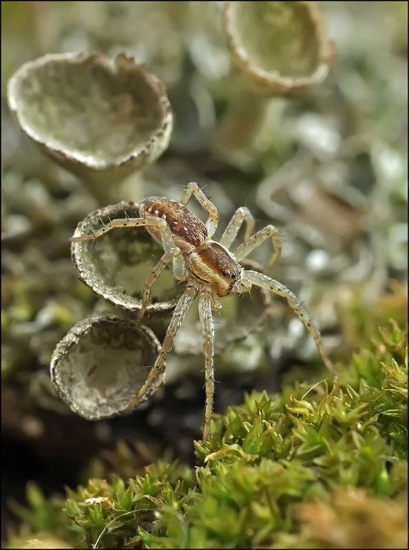 , Андрей Осокин