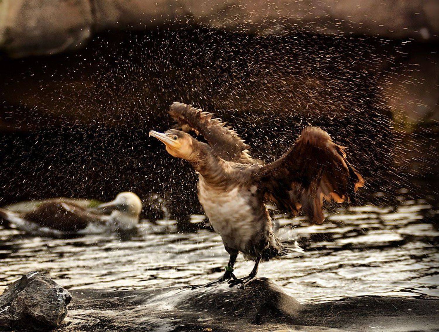 баклан, Игорь Дубровский