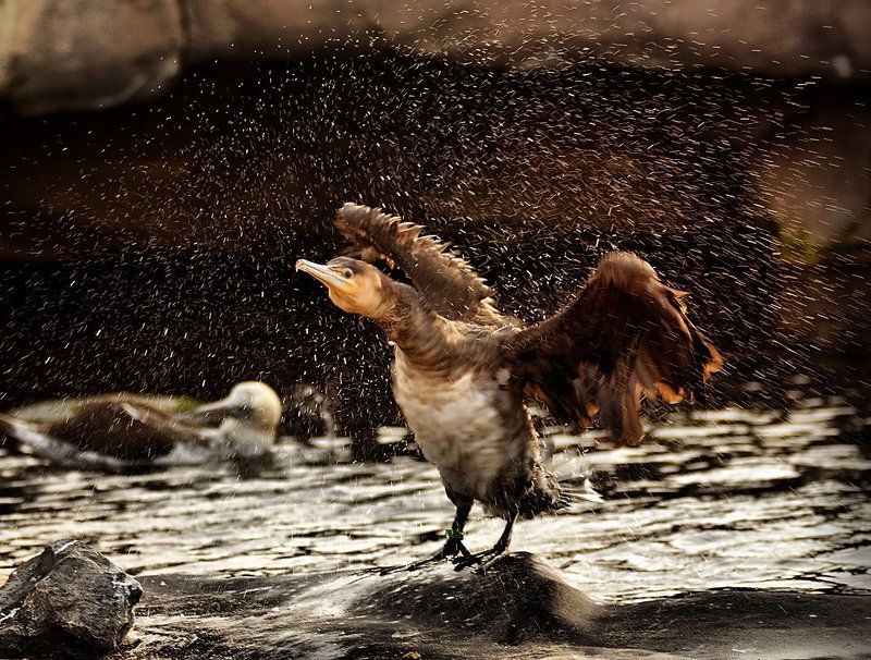 *** фото превью