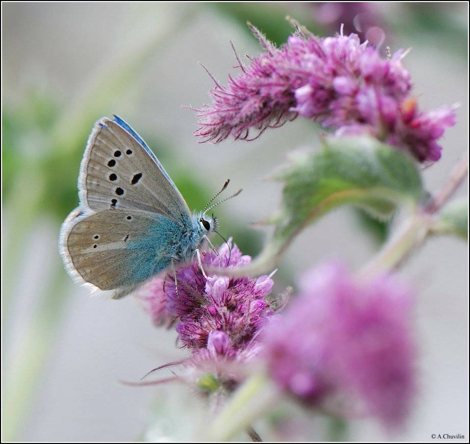 армения,высокогорье,голубянка,agrodiaetus,altivagans, Александр Чувилин