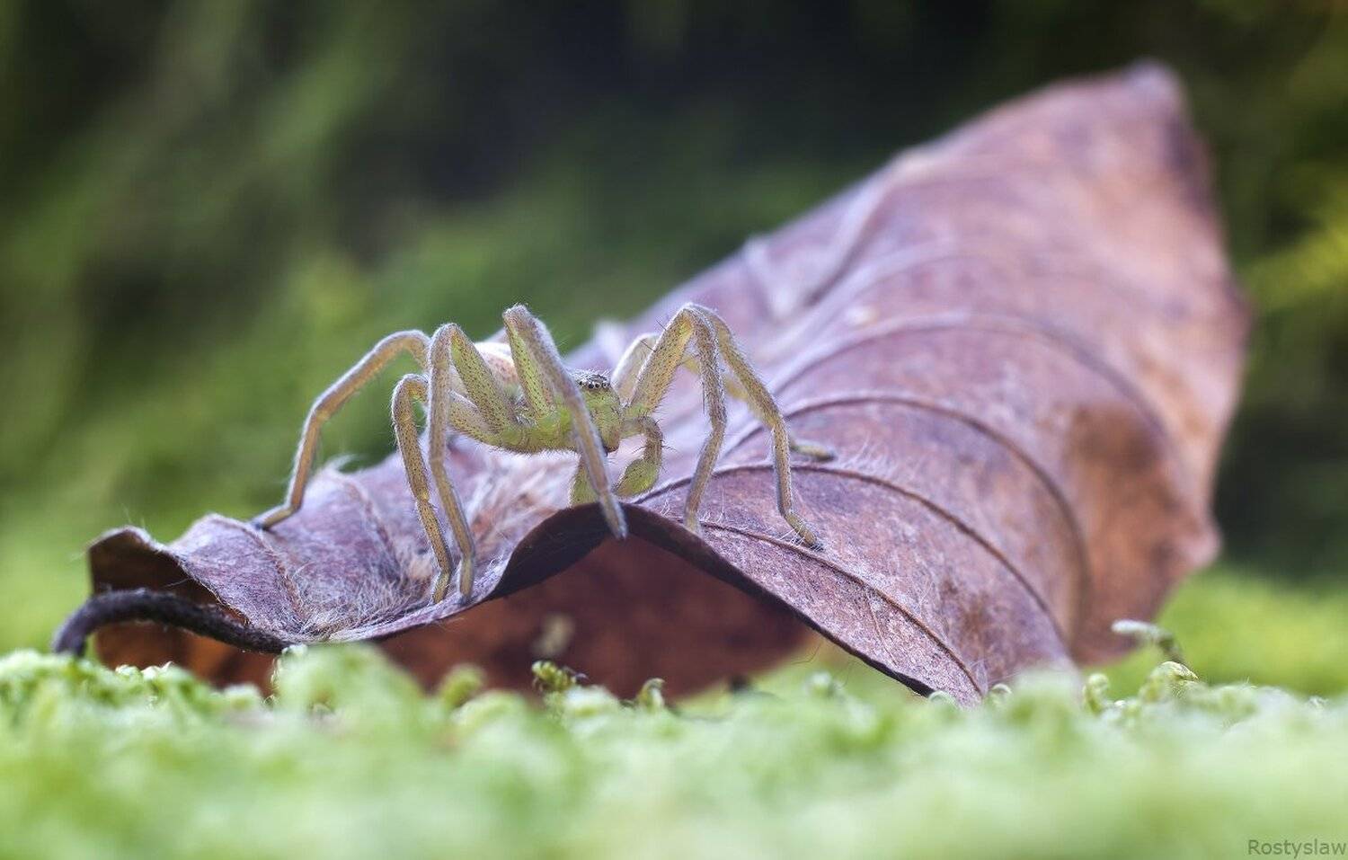 паук, мс гелиос 77-4м, ростислав, осень, Ростислав