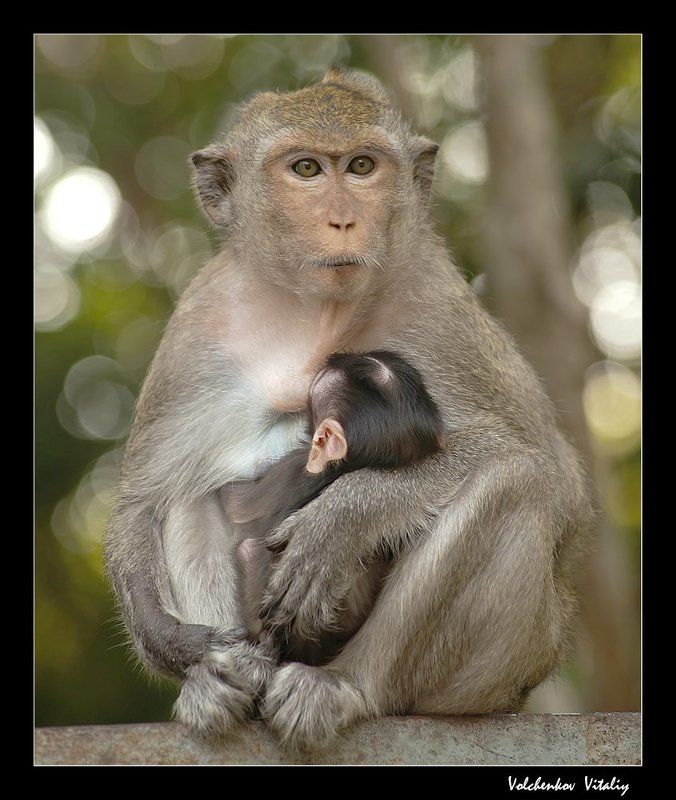 фото Мама фото превью