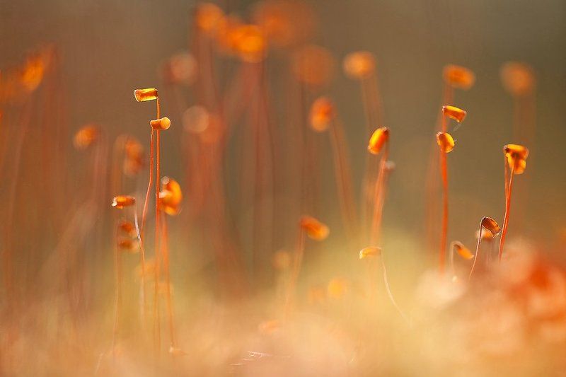 мох, солнце солнечная фото превью