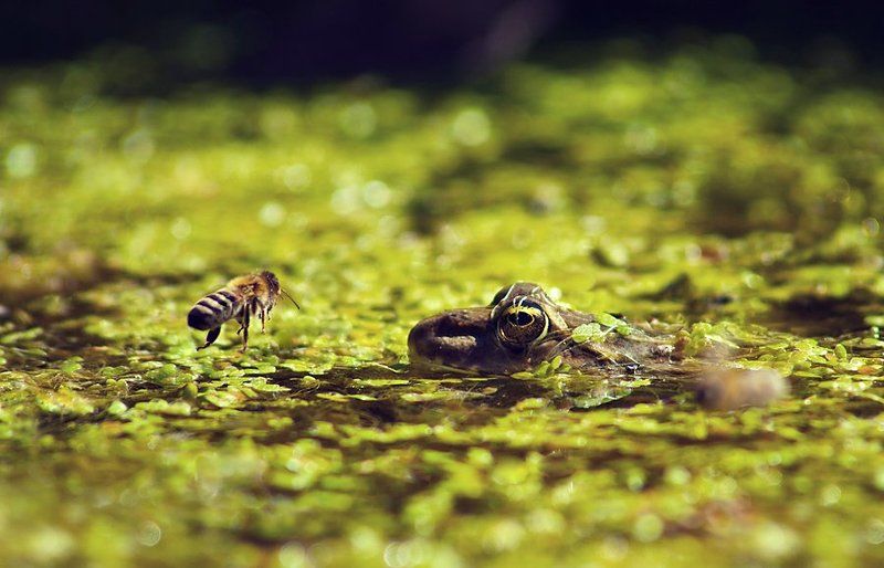 В луже фото превью