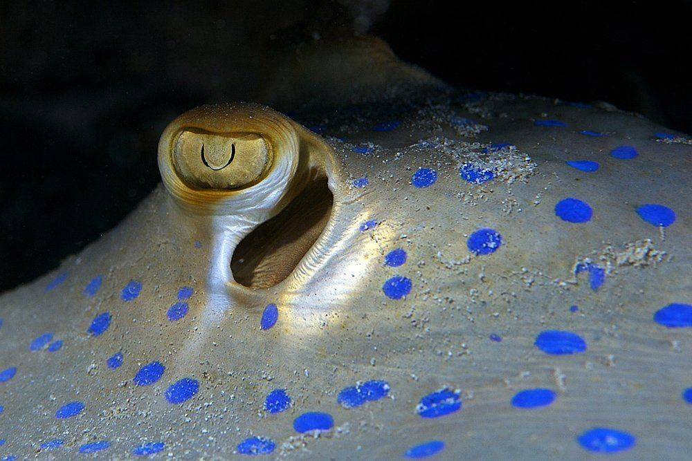 underwater, eyes, ray, Anton Akhmatov