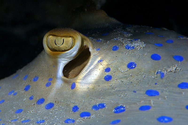 underwater, eyes, ray В поле зрения фото превью
