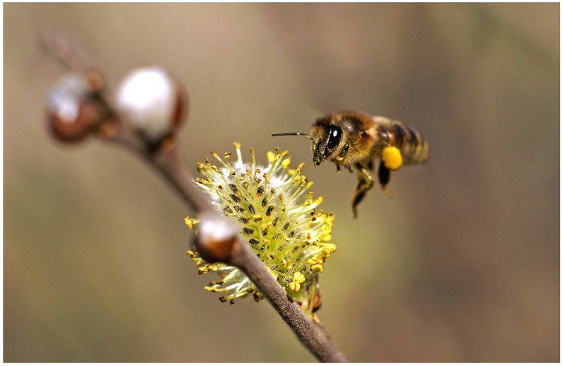 Начало медовой компании. фото превью