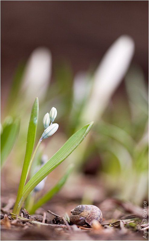 пушкиния пролесковидная, крокусы, ракушка Весенняя зарисовка фото превью
