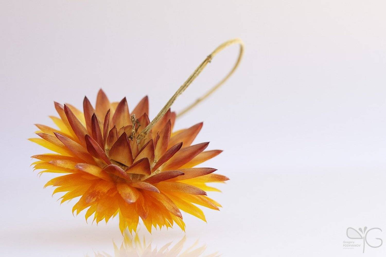 flower, бессмертник, цветок, сухоцвет, Григорий Пожванов