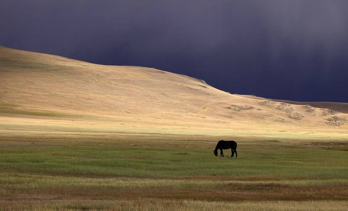 алтай, укок, конь, дождь, Артем Головин