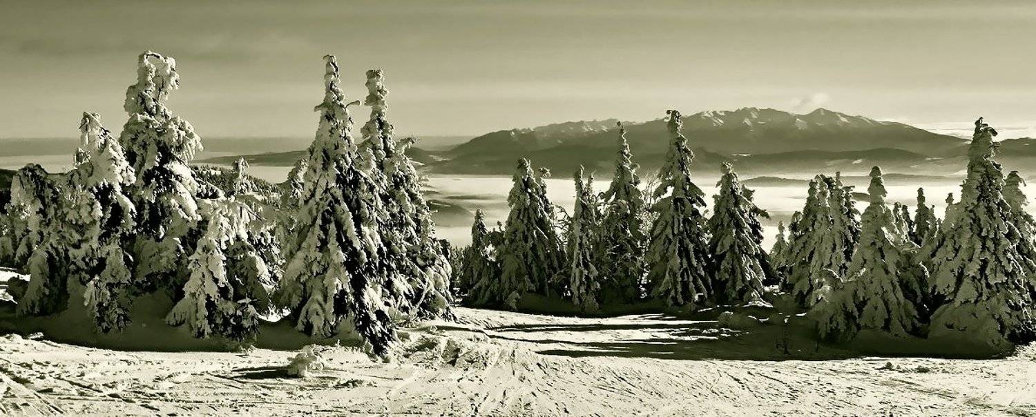 , Vasylevskyy Vitaliy