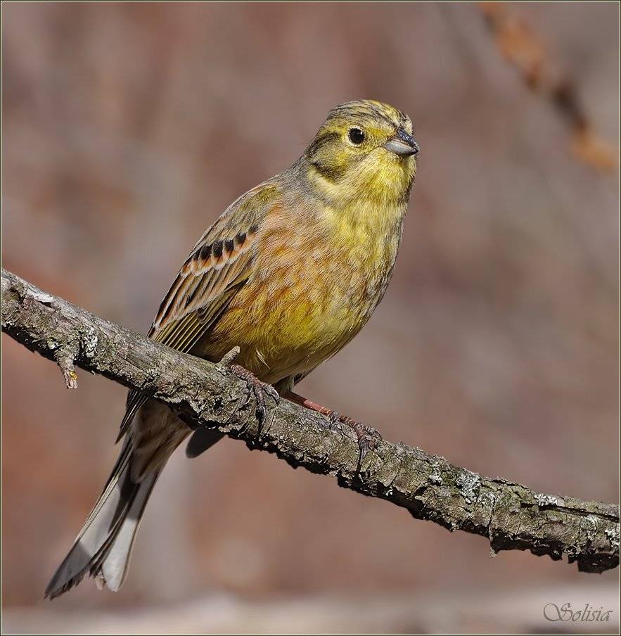 птицы, природа, весна, апрель, овсянка обыкновенная,  emberiza citrinella, Солисия
