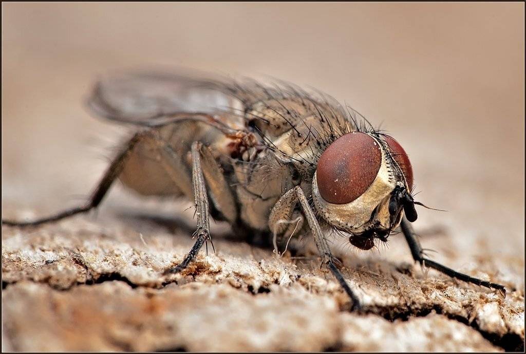макро,муха,насекомые,, Евгений Кирилкин.