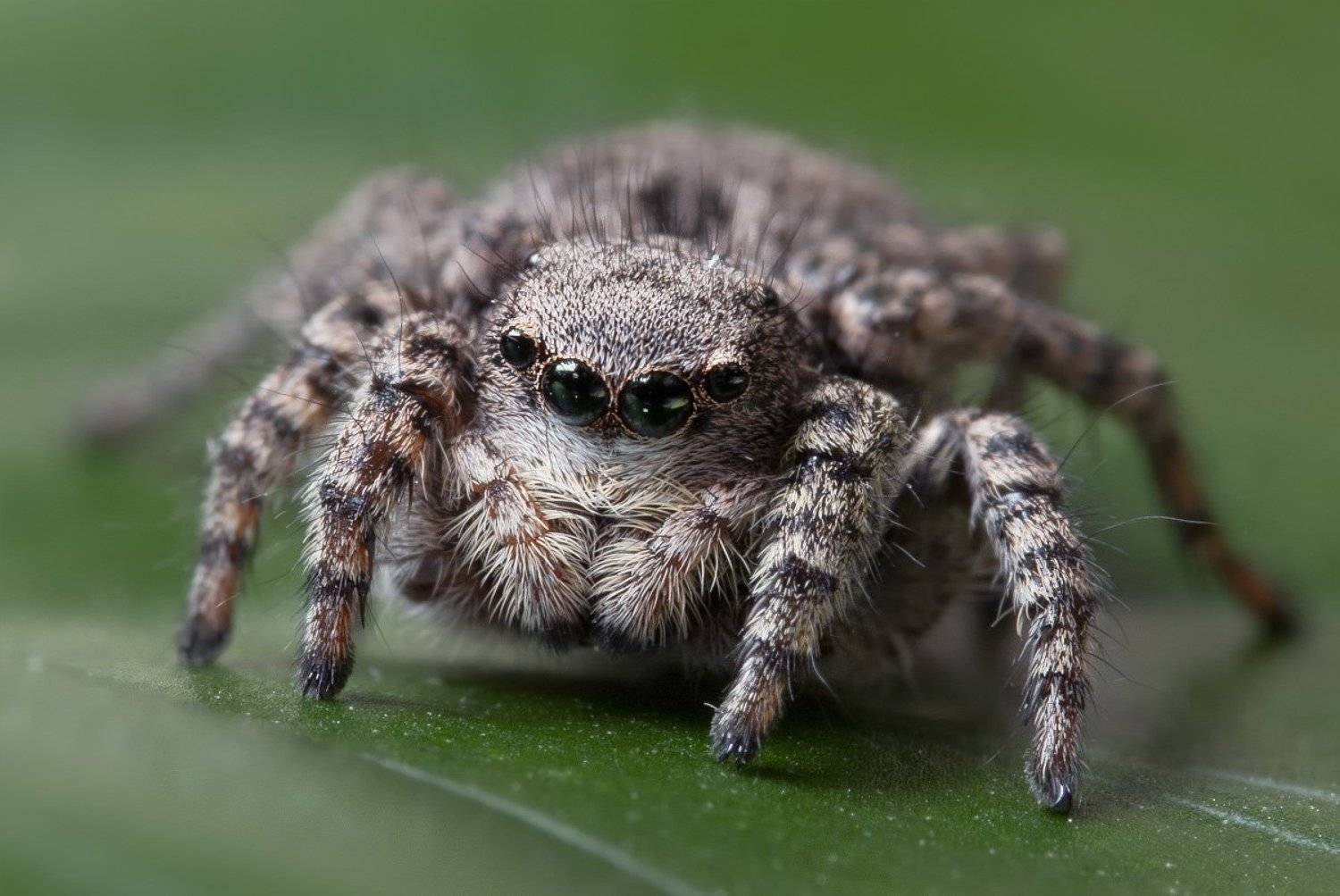 паук, макро, скакун, micro-nikkor af 105mm f/2.8 d, nikon d80, Александр Кириченко