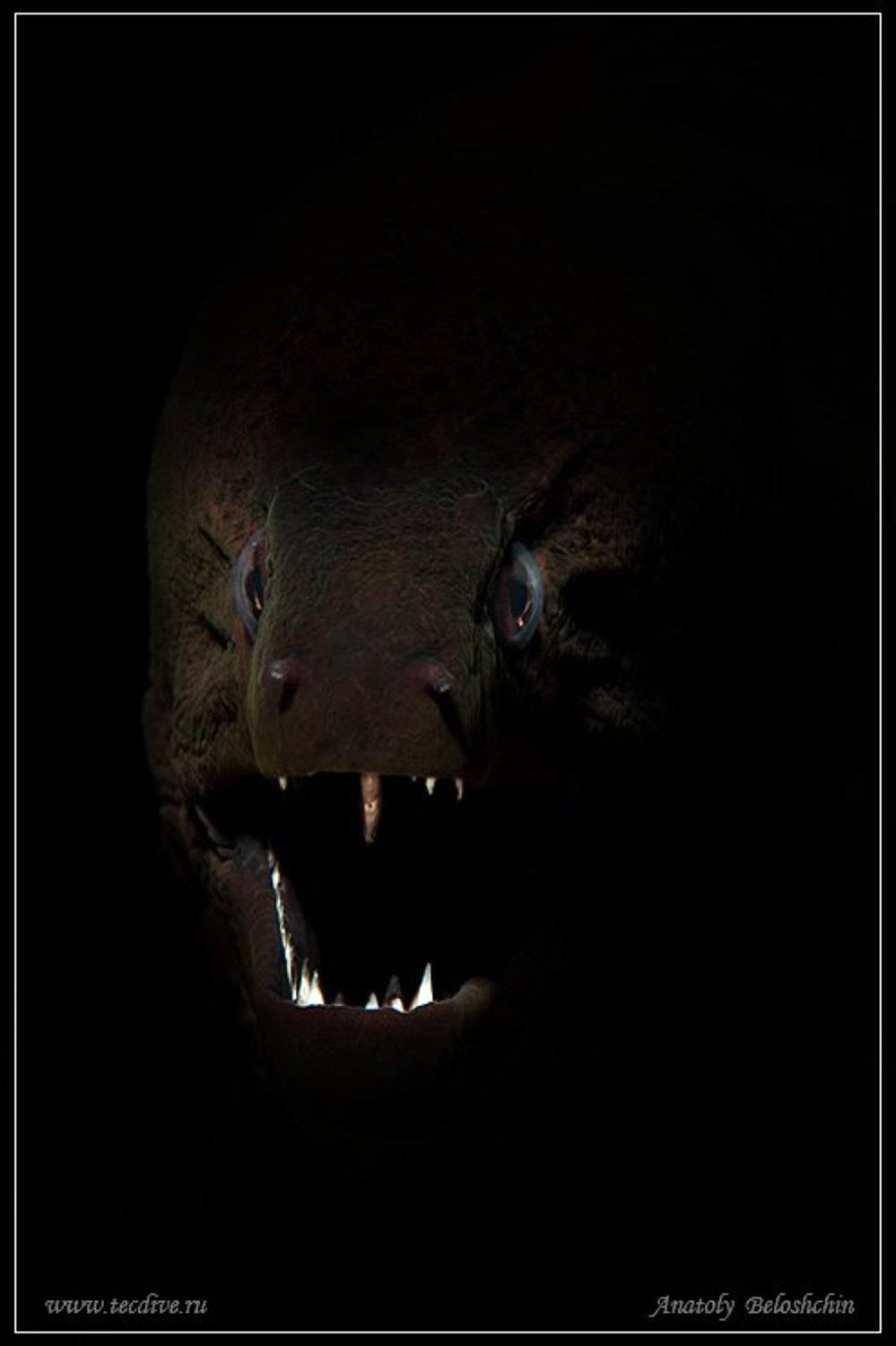 индийский, океан, мурена, anatoly, beloshchin, seacam, Anatoly  Beloshchin