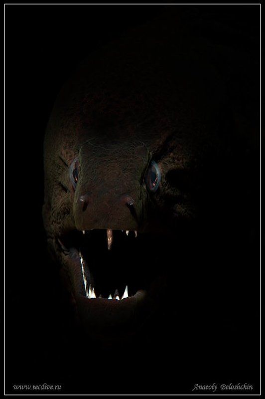 индийский, океан, мурена, anatoly, beloshchin, seacam Мурена ( подводное фото ) фото превью